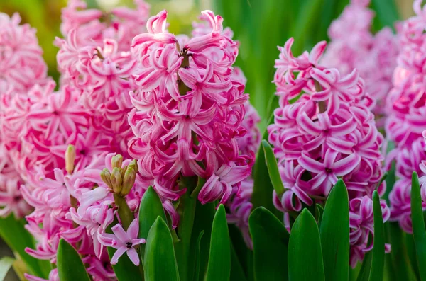 Pembe Sümbül Bahçe Sümbülü Hollanda Sümbülü — Stok fotoğraf