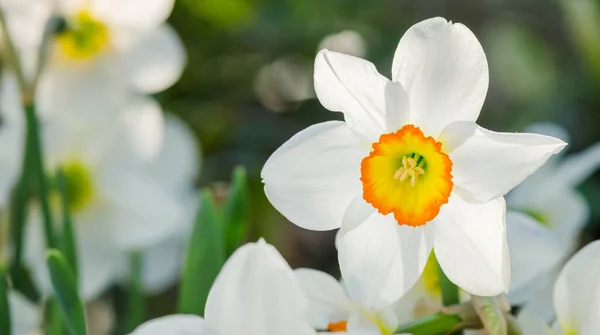 Flor Narciso Com Espaço Para Texto Flores Narciso Daffodil — Fotografia de Stock