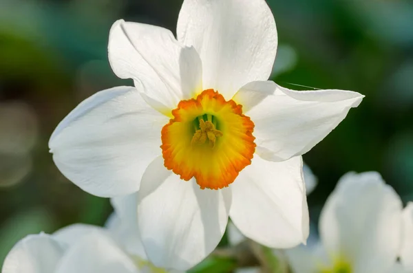 Flor Narciso Perto Flores Narciso Daffodil — Fotografia de Stock