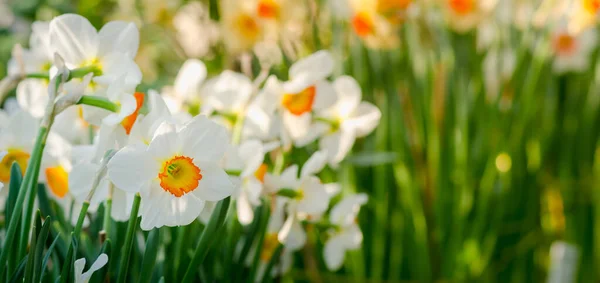 Narcissus Flower Greenhouse Narcissus Daffodil Flowers — Stock Photo, Image