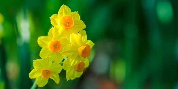 Sarı Narcissus Çiçeği Kopya Alanı Olan Narcissus Nergis Çiçekleri — Stok fotoğraf