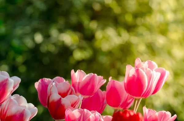 Zahradní Tulipány Jarním Slunci Skleníku — Stock fotografie