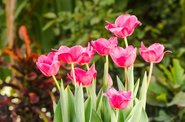 Zahradní Tulipány Jarním Slunci Skleníku — Stock fotografie