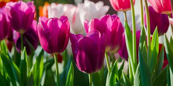 Zahradní Tulipány Jarním Slunci Skleníku — Stock fotografie