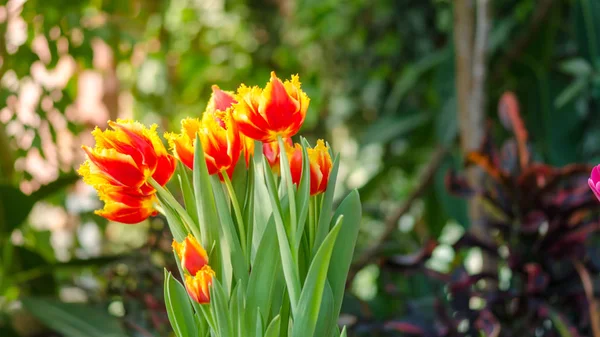 Zahradní Tulipány Jarním Slunci Skleníku — Stock fotografie