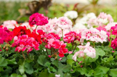 Garden Geranium Flowers kapanıyor. Beyaz ve pembe çiçekler.