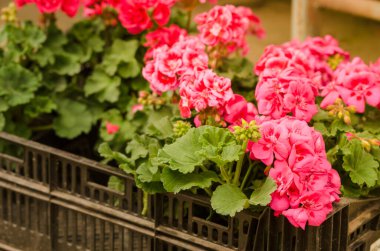 Kızıl Bahçe Geranium Fabrikası. Pembe çiçekler, yakın çekim.