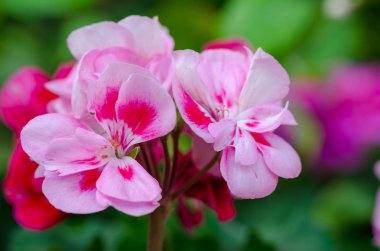 Garden Geranium Flowers kapanıyor. Beyaz ve pembe çiçekler.
