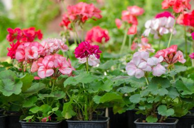 Garden Geranium Flowers kapanıyor. Beyaz ve pembe çiçekler.