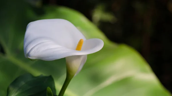 Calla Lilja Blomma Bilder Med Utrymme För Text — Stockfoto