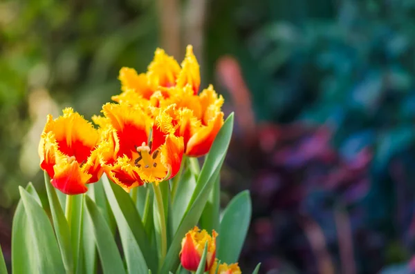 Zahradní Tulipány Jarním Slunci Skleníku — Stock fotografie