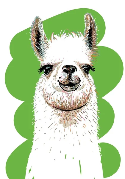 Lama. Mão desenhada. Imprimir para t-shirts. Ilustração — Vetor de Stock