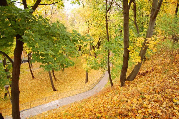 bir parkta altın sonbahar