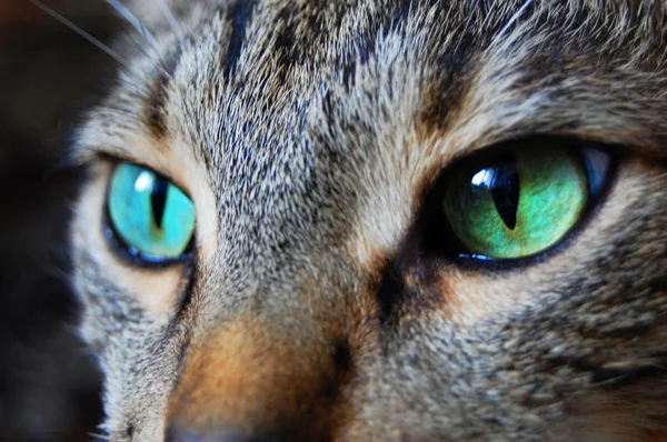 Yeşil kedi gözleri