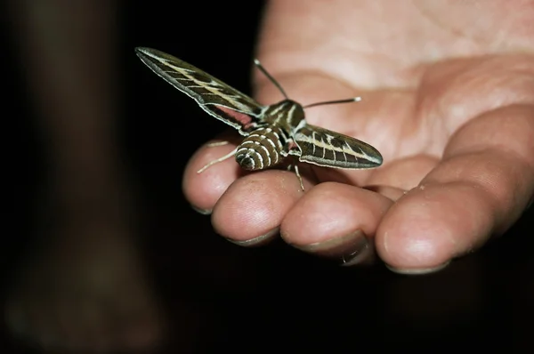 Ağustosböceği avuç