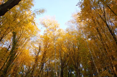 Altın Sonbahar. Orman