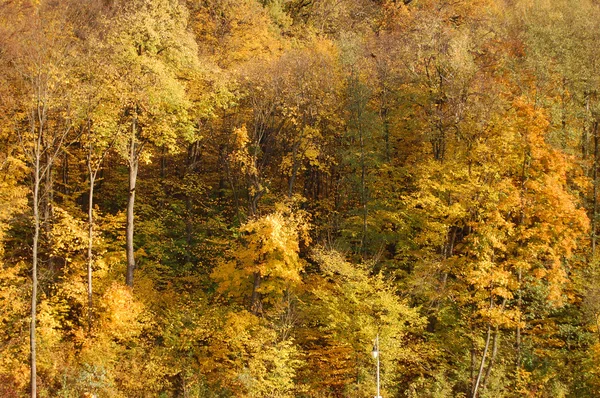 Altın Sonbahar. Orman