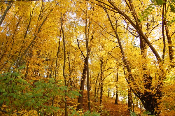 Outono dourado. Floresta de outono — Fotografia de Stock