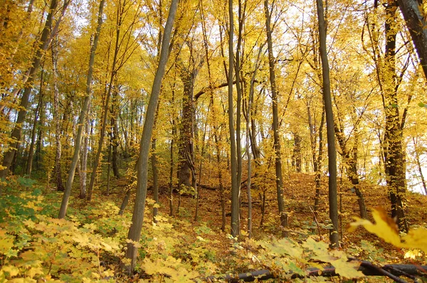 ağaçlarda sonbahar