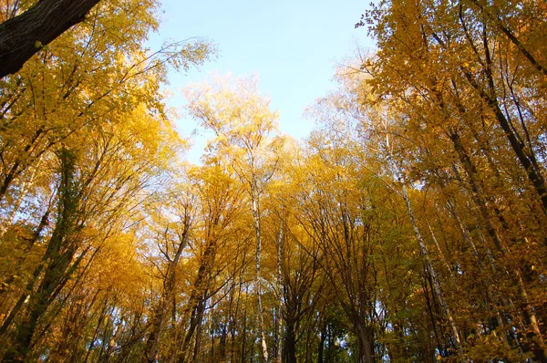 Altın Sonbahar. Orman