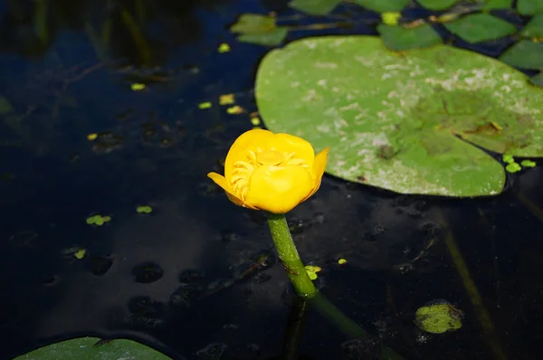 Nilüferler gölette