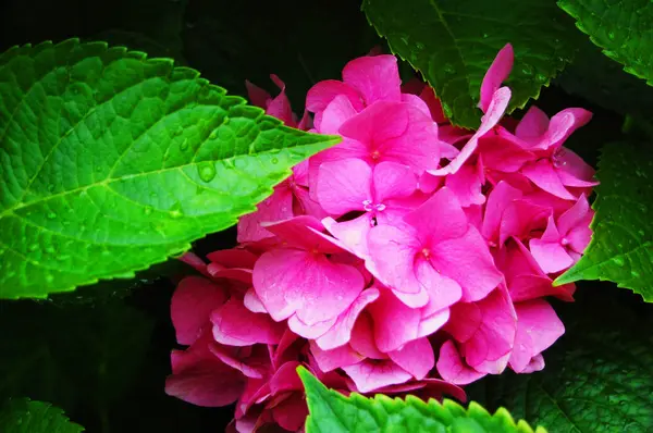 Bahçedeki pembe ortancalar.