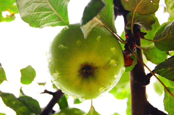 Bir dalda elma