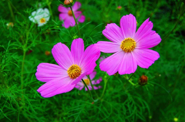 Růžová sedmikráska v zahradě — Stock fotografie