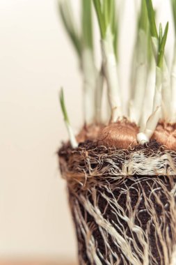 Makro fotoğrafçılık bahar crocus ampul