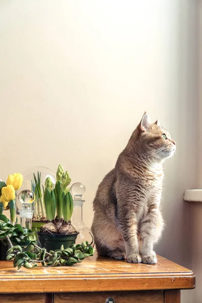 Kedi bahar çiçekleri yanındaki bir masada oturur