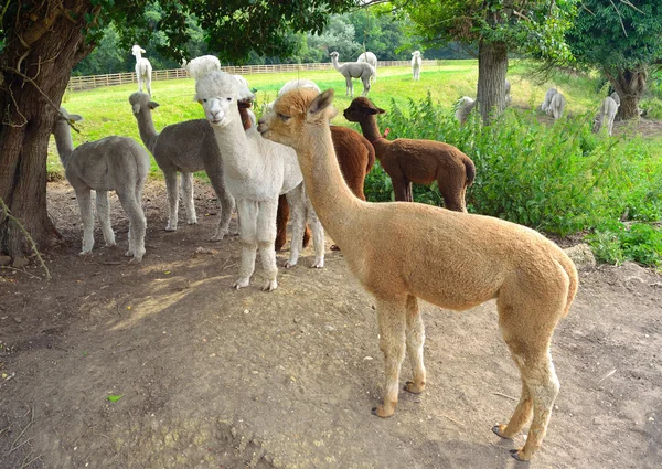 Alpacas agrupadas bajo árboles . — Foto de Stock