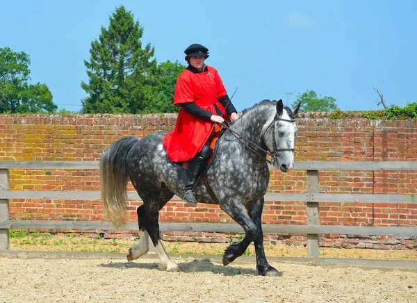 Cavalo cinza maçã sendo exercitado, cavaleiro vestindo traje elizabetano . — Fotografia de Stock