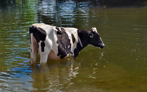 Чёрно-белая корова, стоящая в воде — стоковое фото