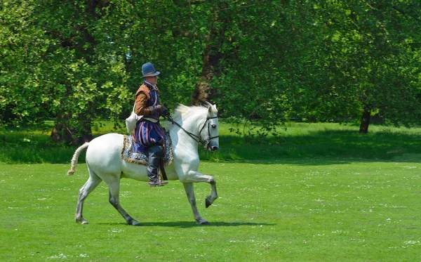 Mann im elizabetischen Kostüm auf einem weißen Pferd galoppiert vor Bäumen. — Stockfoto