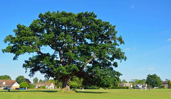 Μεγάλο Δέντρο Βελανιδιάς Μέσα Στο Όριο Του Κρίκετ Στην Αγγλία — Φωτογραφία Αρχείου