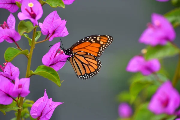 Borboleta Monarca Planta Bougainvillea Rosa — Fotografia de Stock