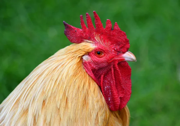 Cockerel Galo Vermelho Fechar Cabeça — Fotografia de Stock