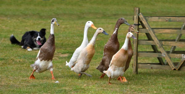 Ducks Being Herded Border Collie Dog — ストック写真