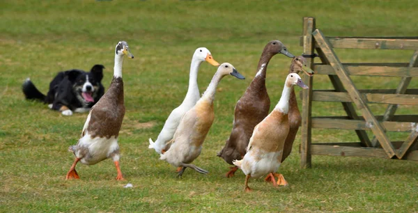 Patos Sendo Pastoreado Por Cão Fronteira Collie — Fotografia de Stock