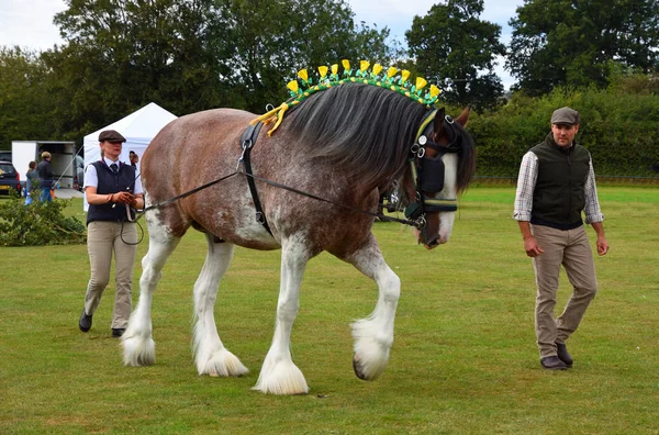 Upper Dean Bedfordshire Anglie Září 2019 Bay Roan Shire Horse — Stock fotografie