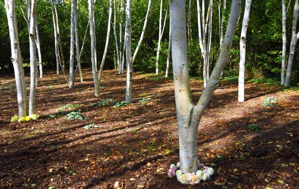 Himalaya Gümüş Huş Ağacı. Saf beyaz şortlarıyla kış bahçesinde..