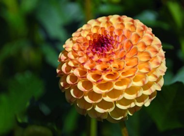 Güzel pembe top kafanın yakınında Dahlia çiçek açar doğal ışıklandırma ve arka planda .