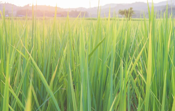 Planta de arroz no campo com pôr do sol . — Fotografia de Stock