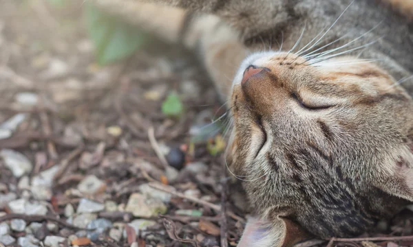 Chat dormant dans le jardin, Chat Tabby . — Photo