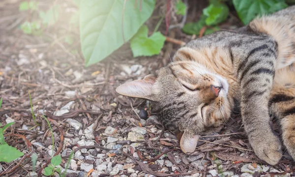 Katze schläft im Garten, gestromte Katze. — Stockfoto