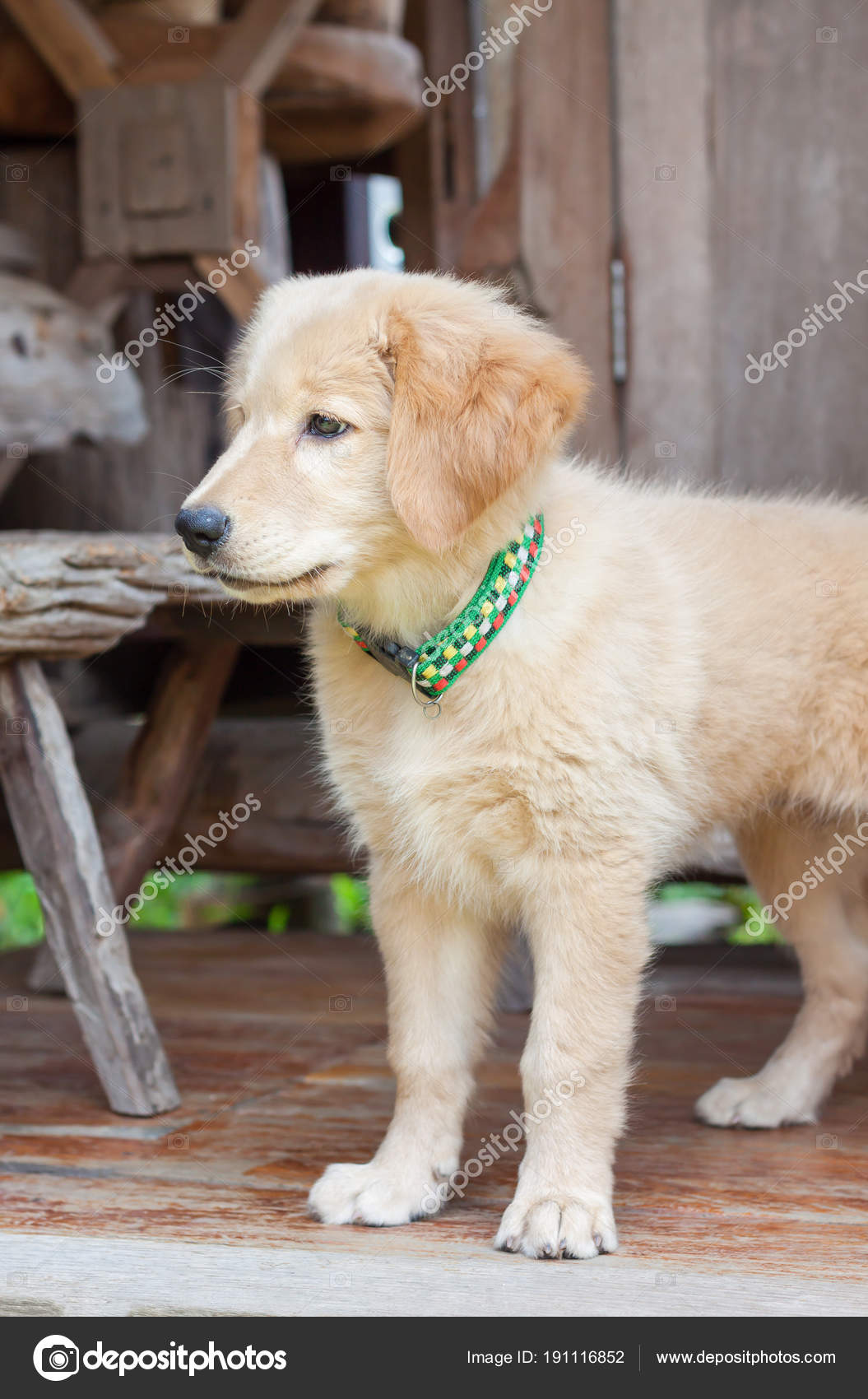 Golden Retriever Puppy 3 Months Old Stock Photo Image By C Arthito 191116852