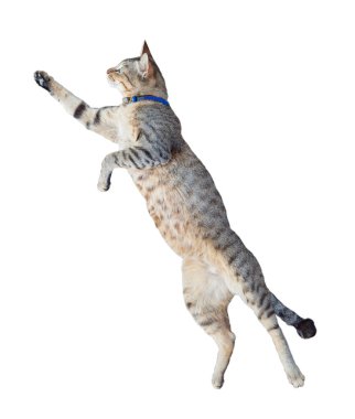 Komik kedi üzerinde izole beyaz arka plan atlama