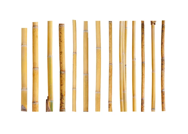 Beyaz arka plan üzerinde izole sarı bambu — Stok fotoğraf