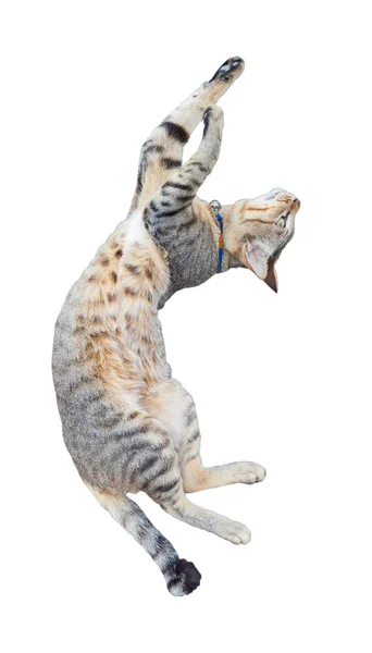 Komik kedi üzerinde izole beyaz arka plan atlama