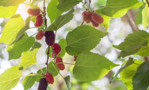 Fresh ripe mulberry on tree — Stock Photo, Image